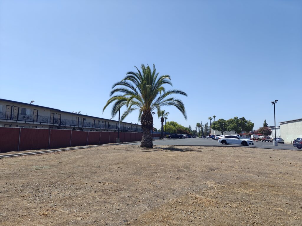 Big (palm) tree energy