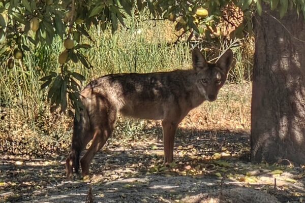 The Coyotes of Fresno